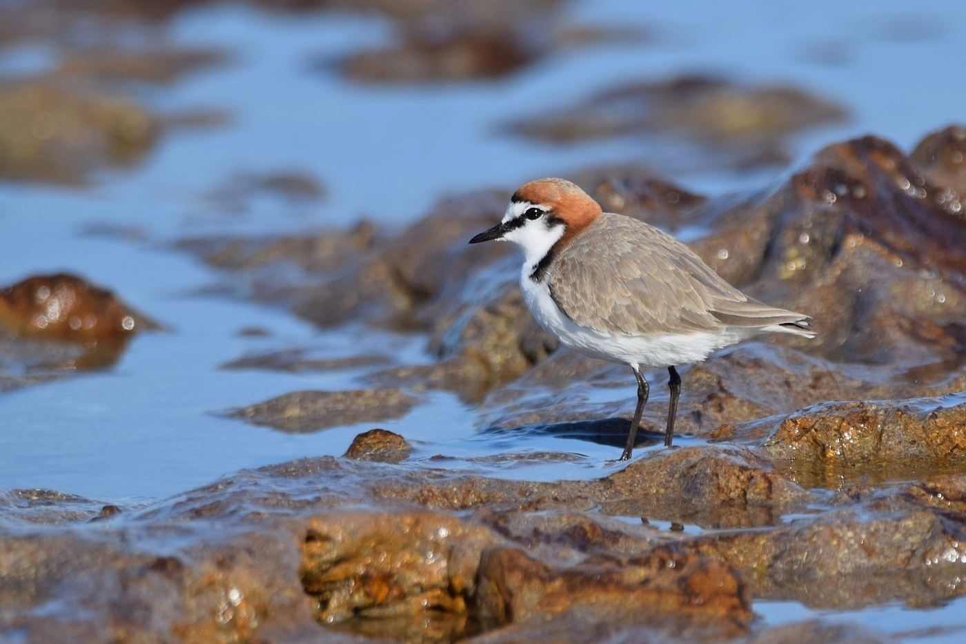 Red-capped Plover (Image ID 47026)