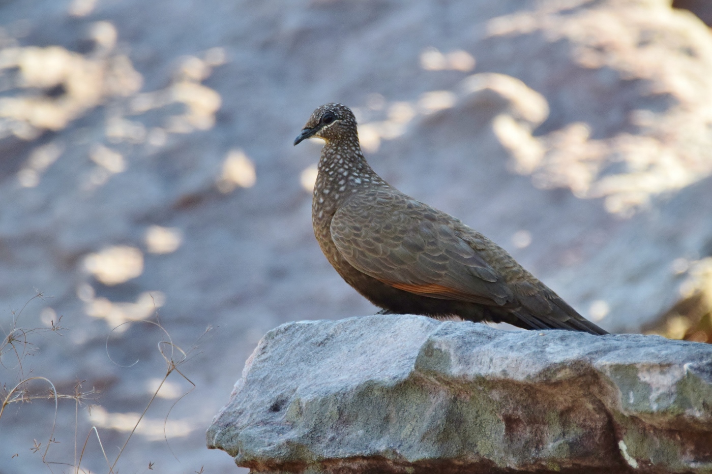 Chestnut-quilled Rock-Pigeon (Image ID 47298)
