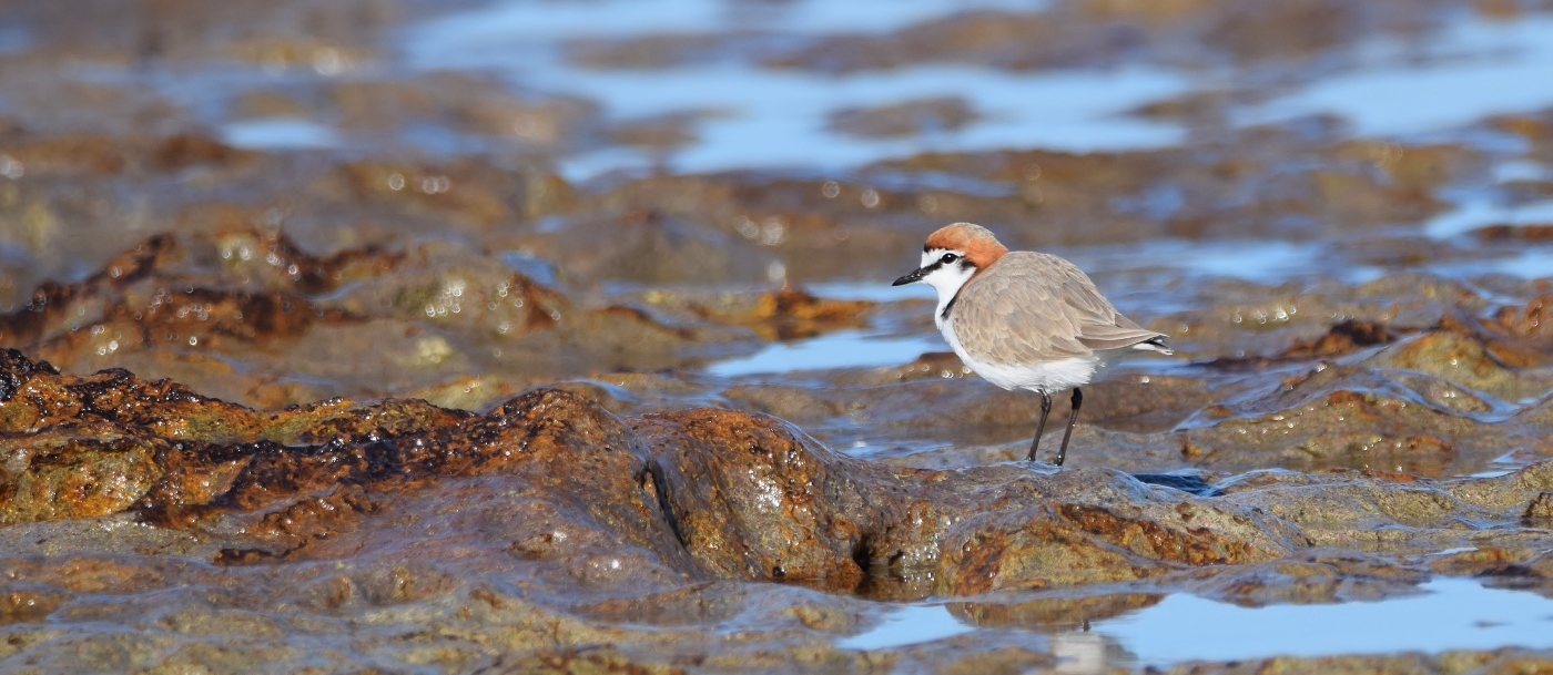 Red-capped Plover (Image ID 47025)