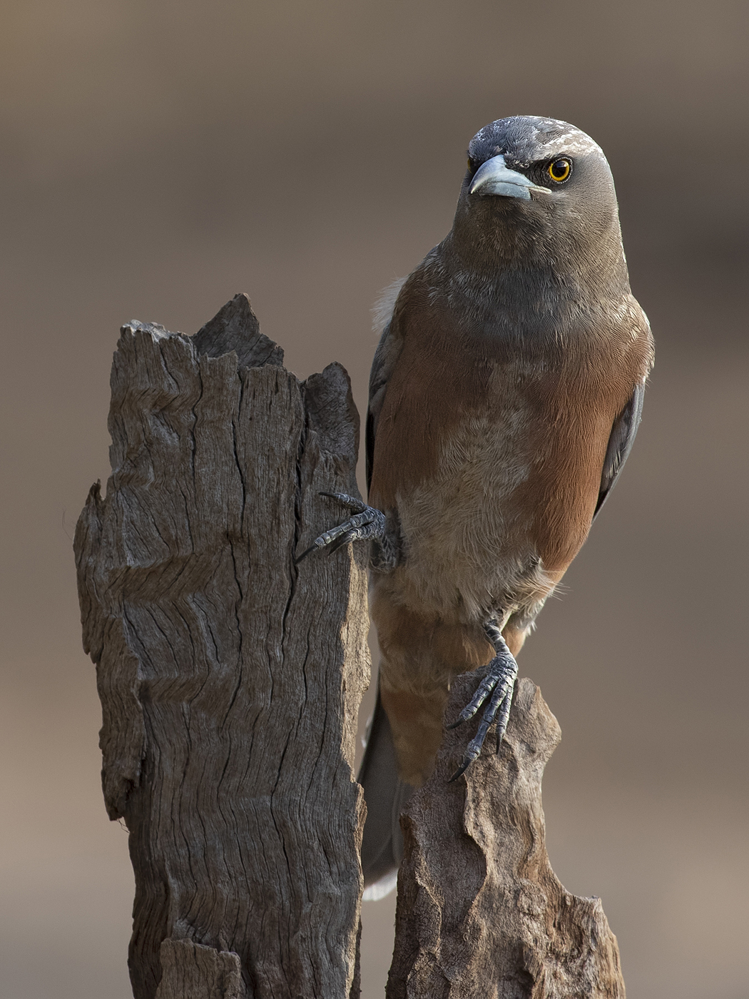 White-browed Woodswallow (Image ID 46902)
