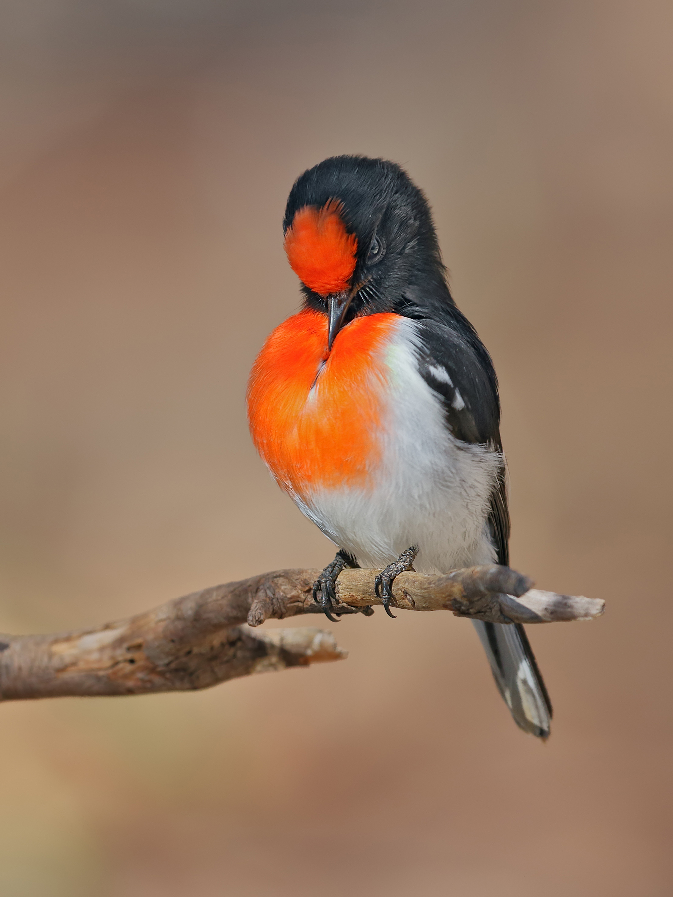 Red-capped Robin (Image ID 47330)