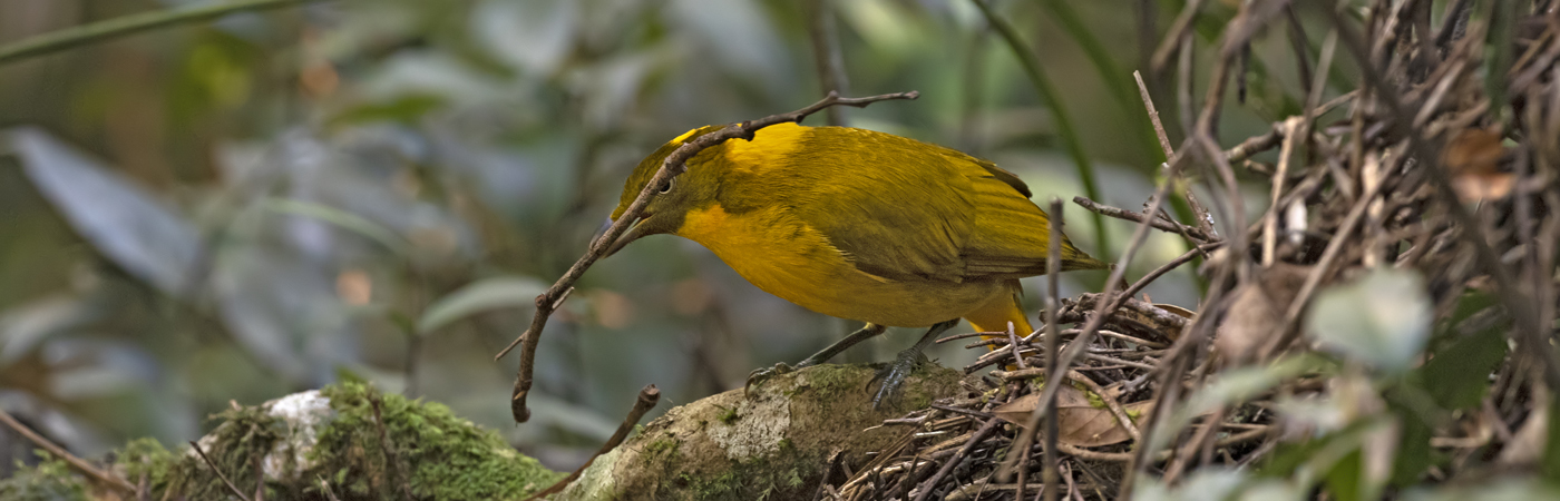 Golden Bowerbird (Image ID 46886)