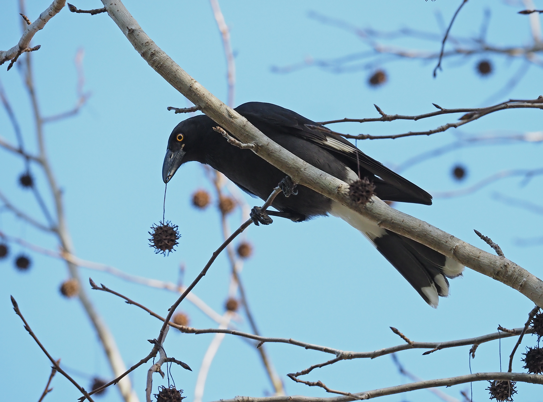 Pied Currawong (Image ID 47054)
