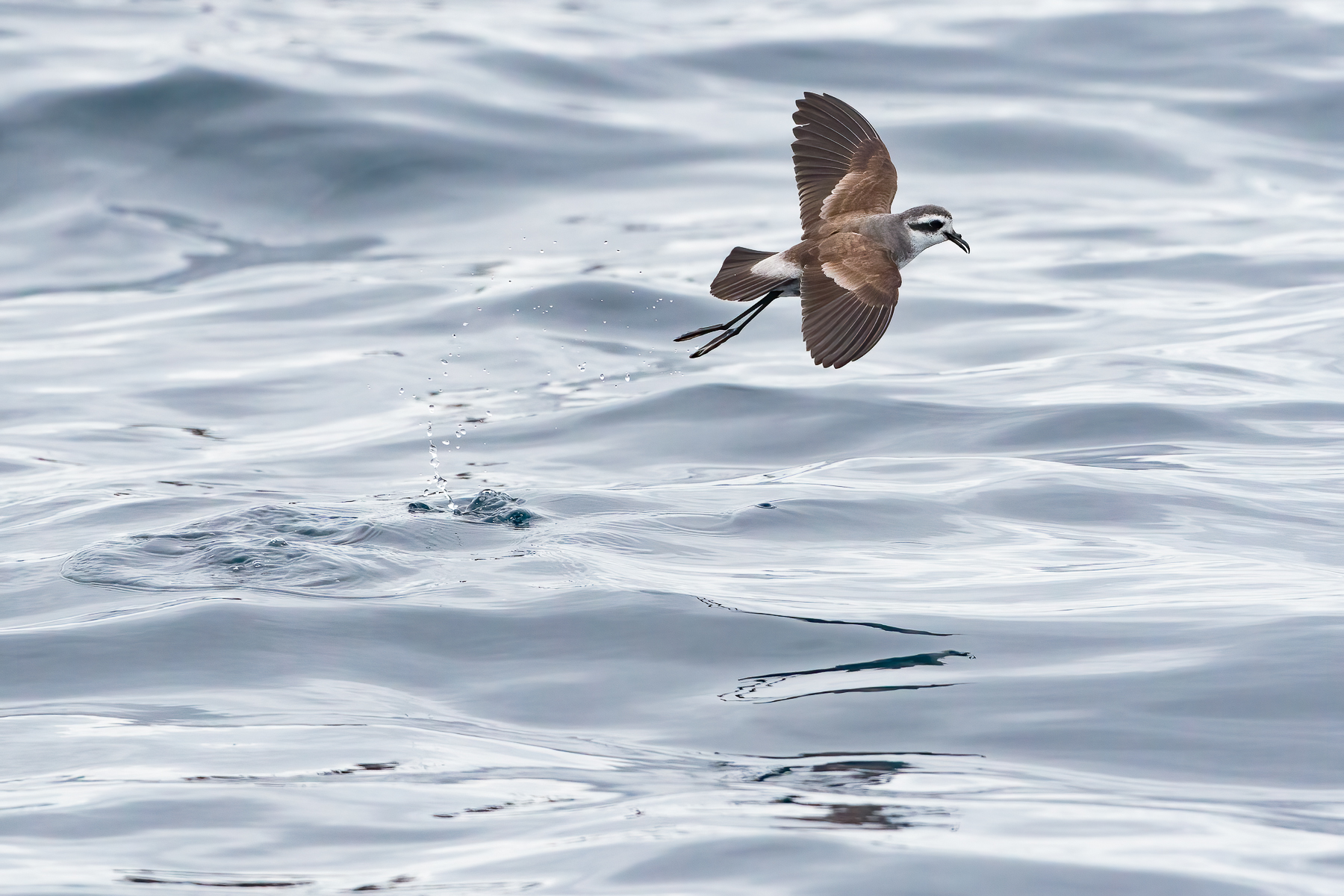 White-faced Storm-Petrel (Image ID 46896)