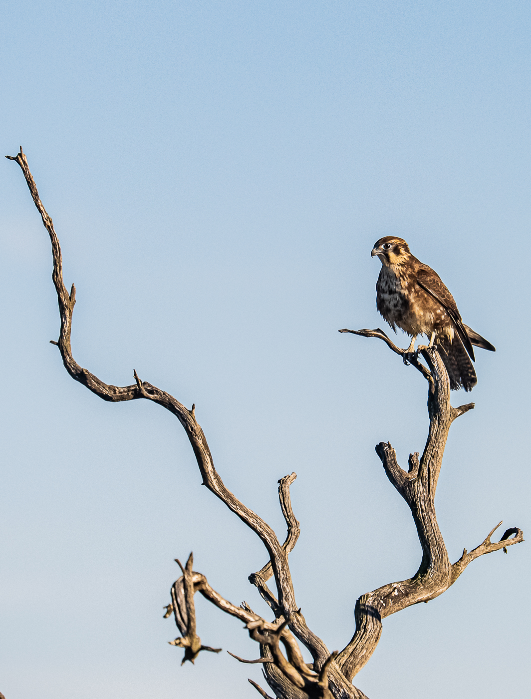 Brown Falcon (Image ID 46918)