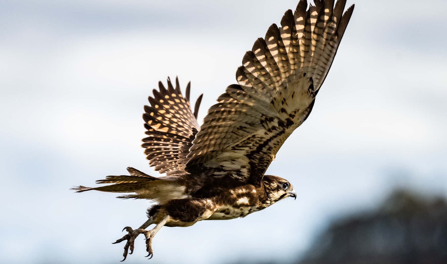 Brown Falcon (Image ID 47198)