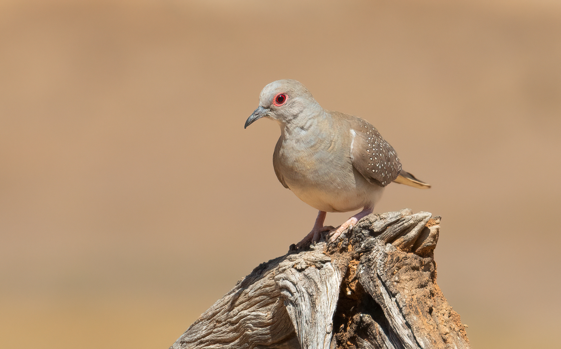 Diamond Dove (Image ID 47177)