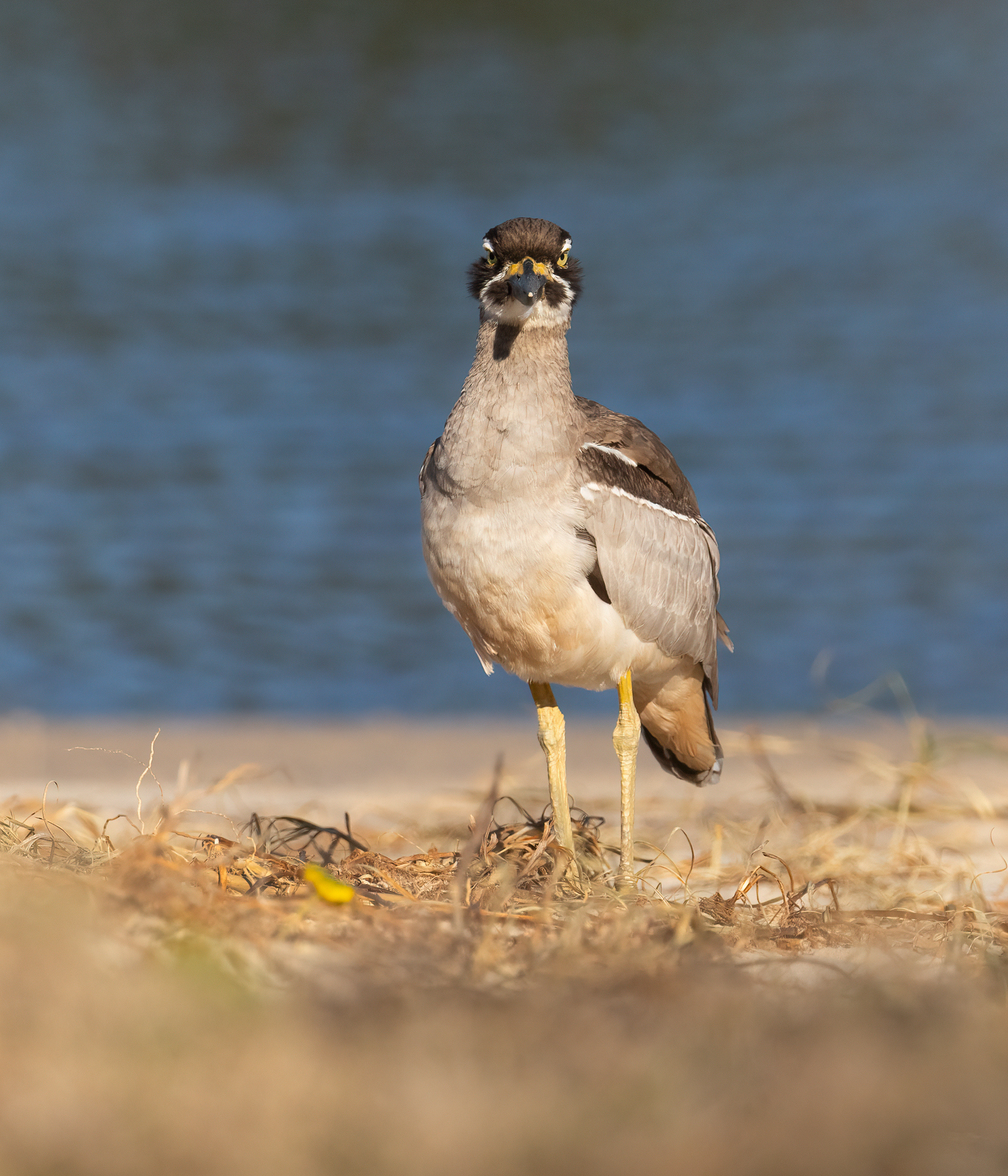 Beach Stone-curlew (Image ID 47005)