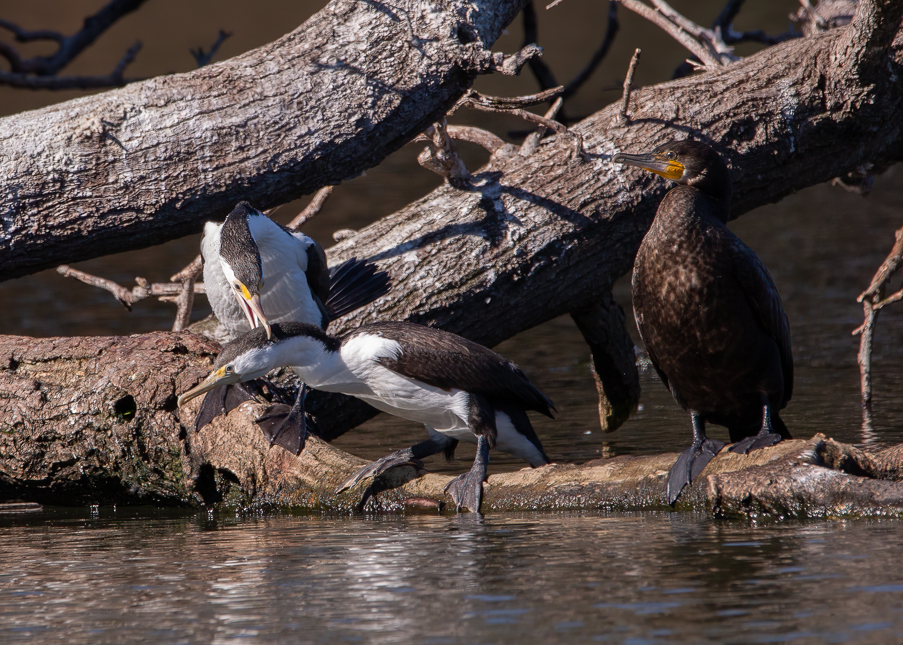 Great Cormorant, Great Pied Cormorant (Image ID 47277)