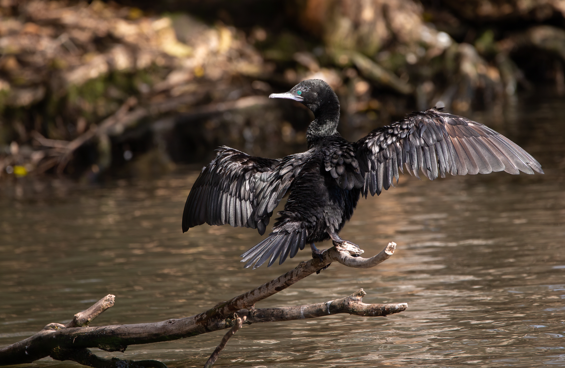Little Black Cormorant (Image ID 47276)
