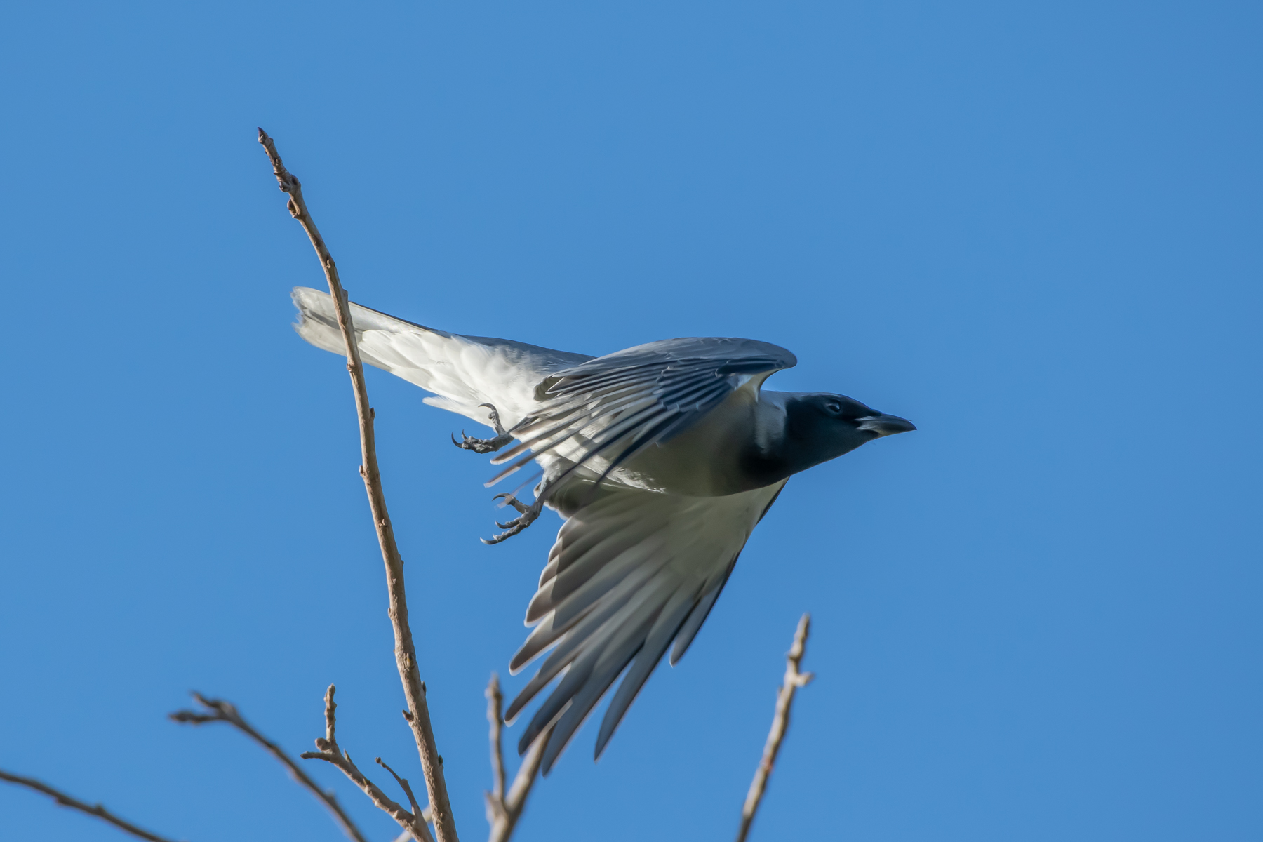Black-faced Cuckoo-shrike (Image ID 47016)