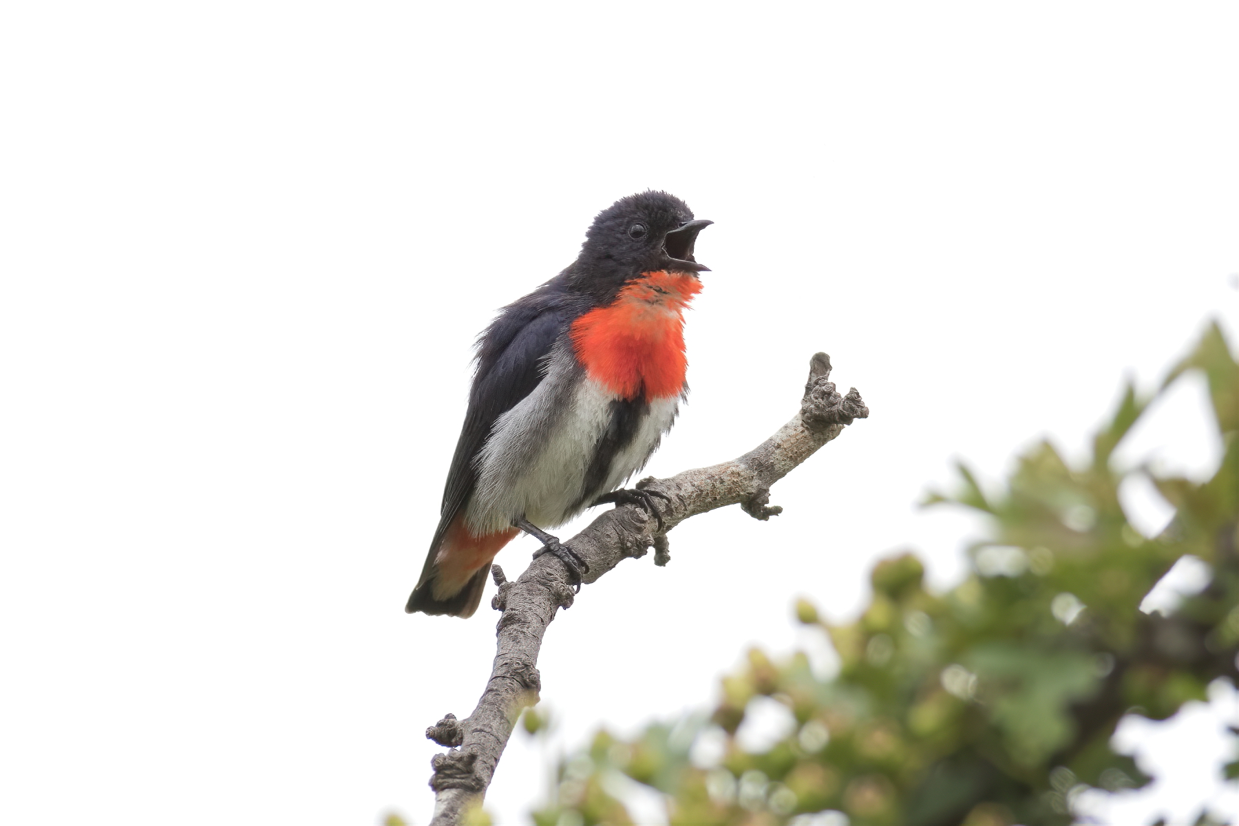 Mistletoebird (Image ID 46951)