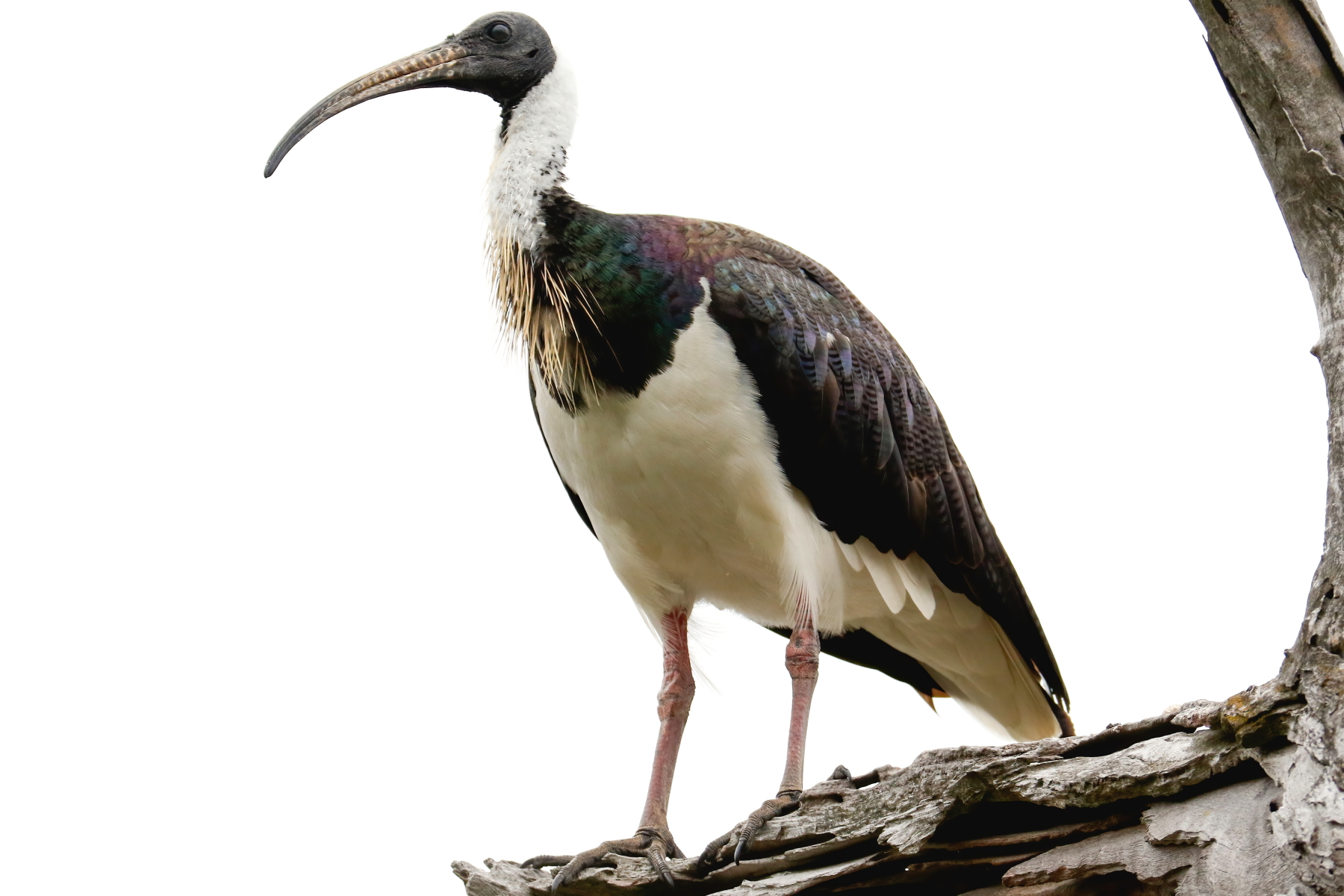 Straw-necked Ibis (Image ID 47034)