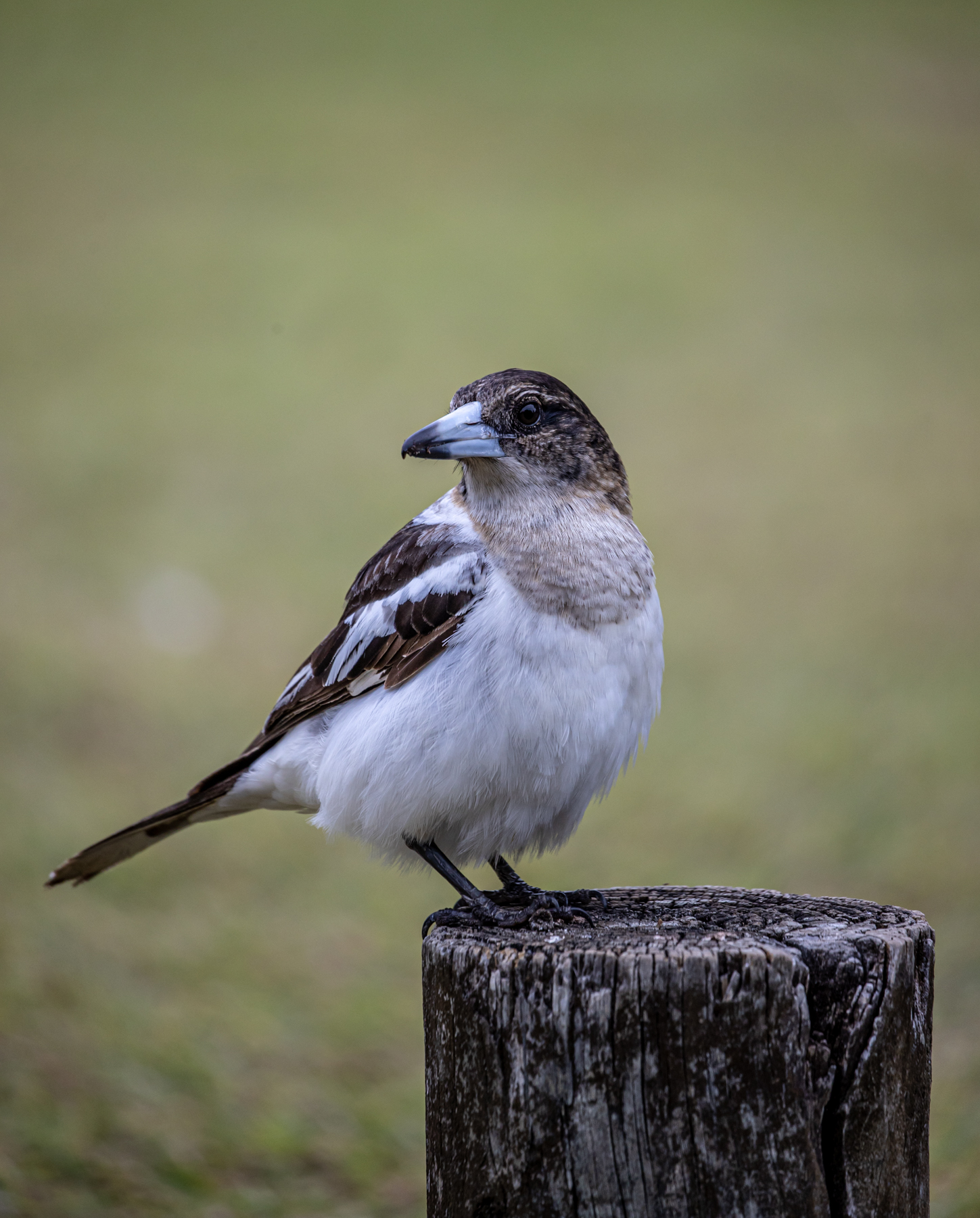 Pied Butcherbird (Image ID 46973)