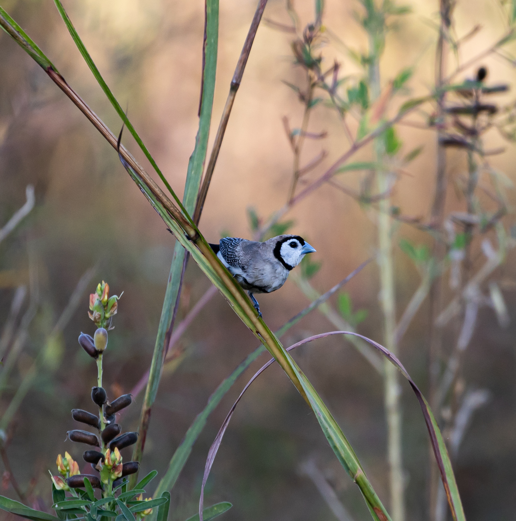 Double-barred Finch (Image ID 47091)