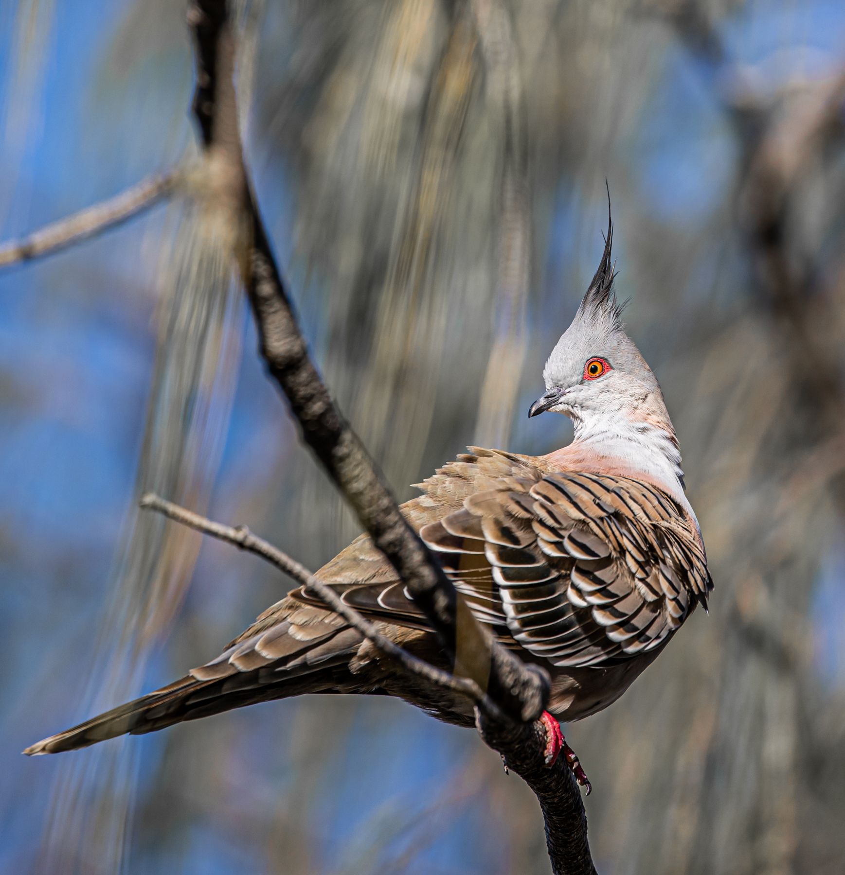 Crested Pigeon (Image ID 47144)