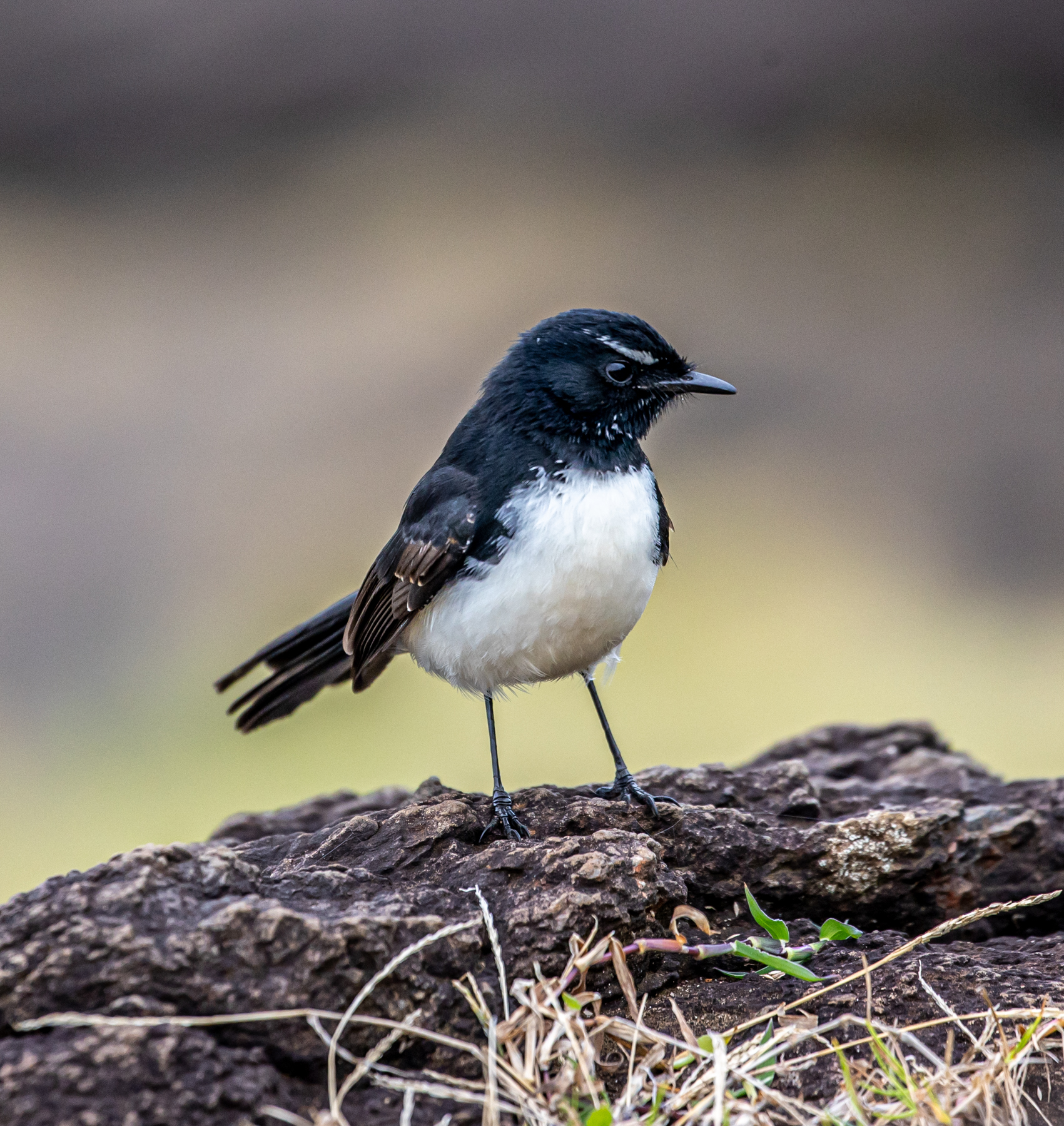 Willie Wagtail (Image ID 47131)
