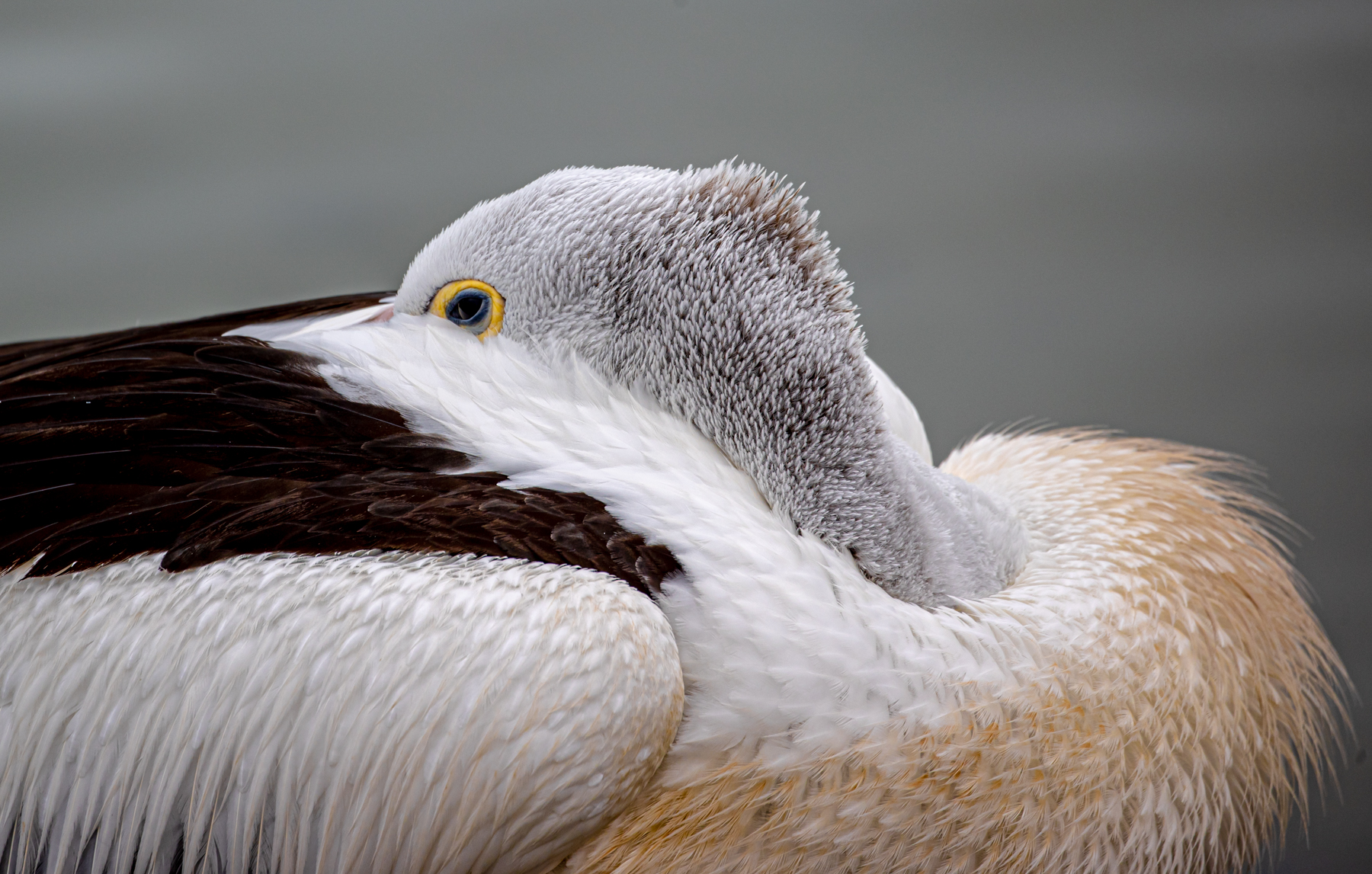 Australian Pelican (Image ID 46946)