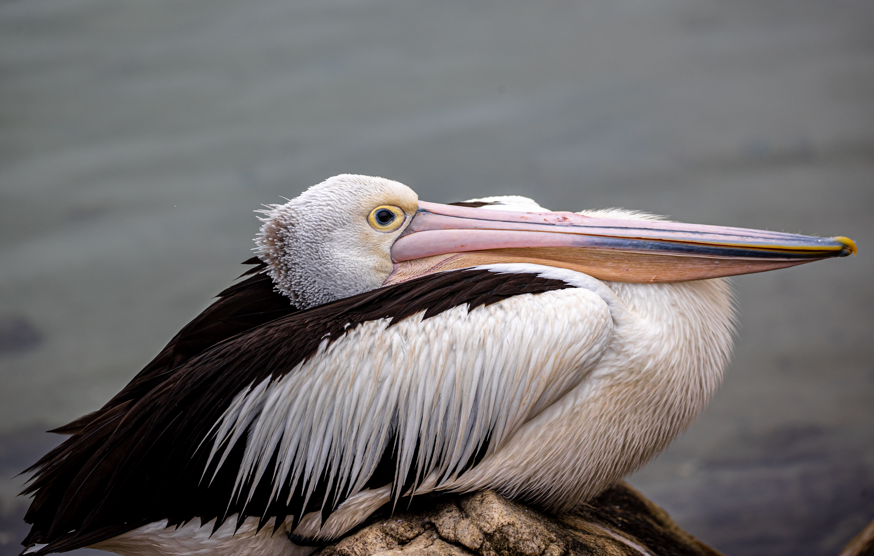 Australian Pelican (Image ID 46947)