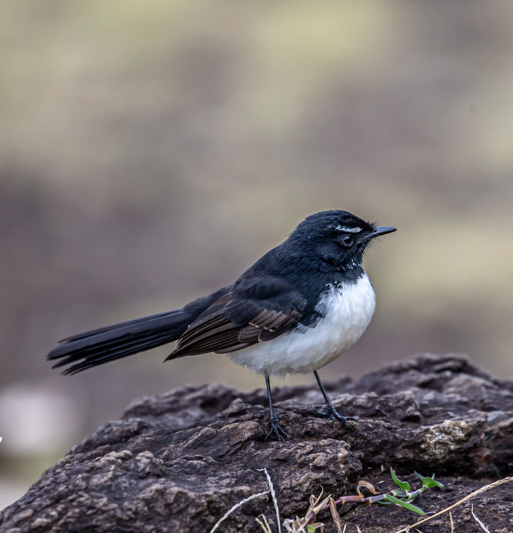 Willie Wagtail (Image ID 47130)