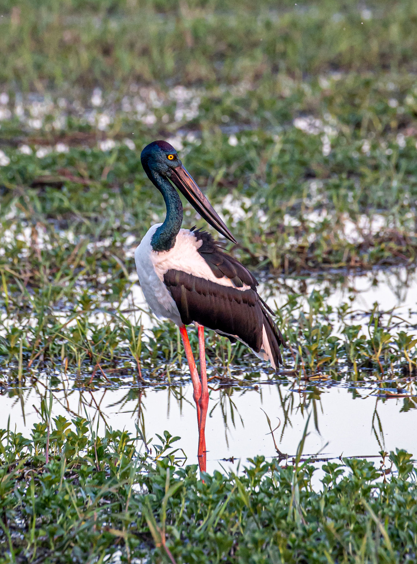 Black-necked Stork (Image ID 47141)