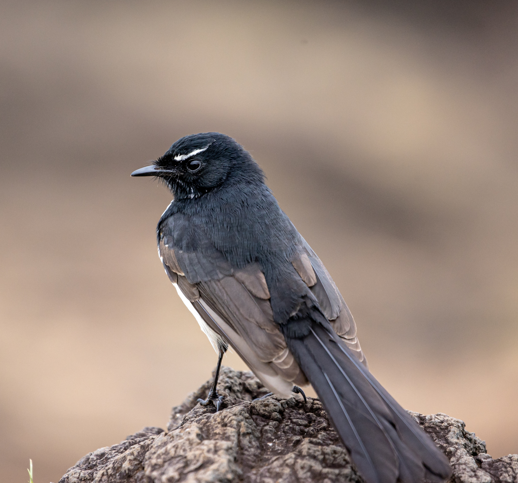 Willie Wagtail (Image ID 46972)