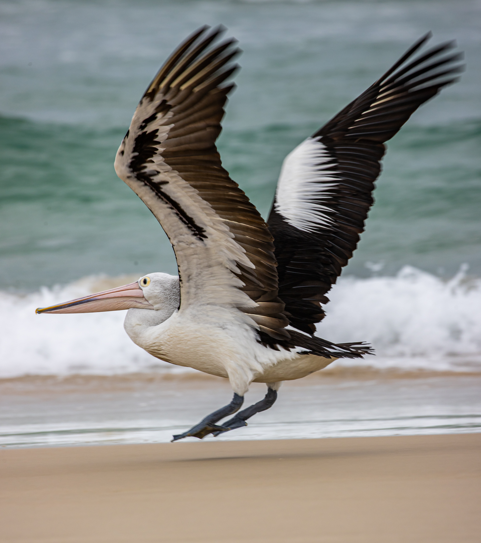 Australian Pelican (Image ID 46987)
