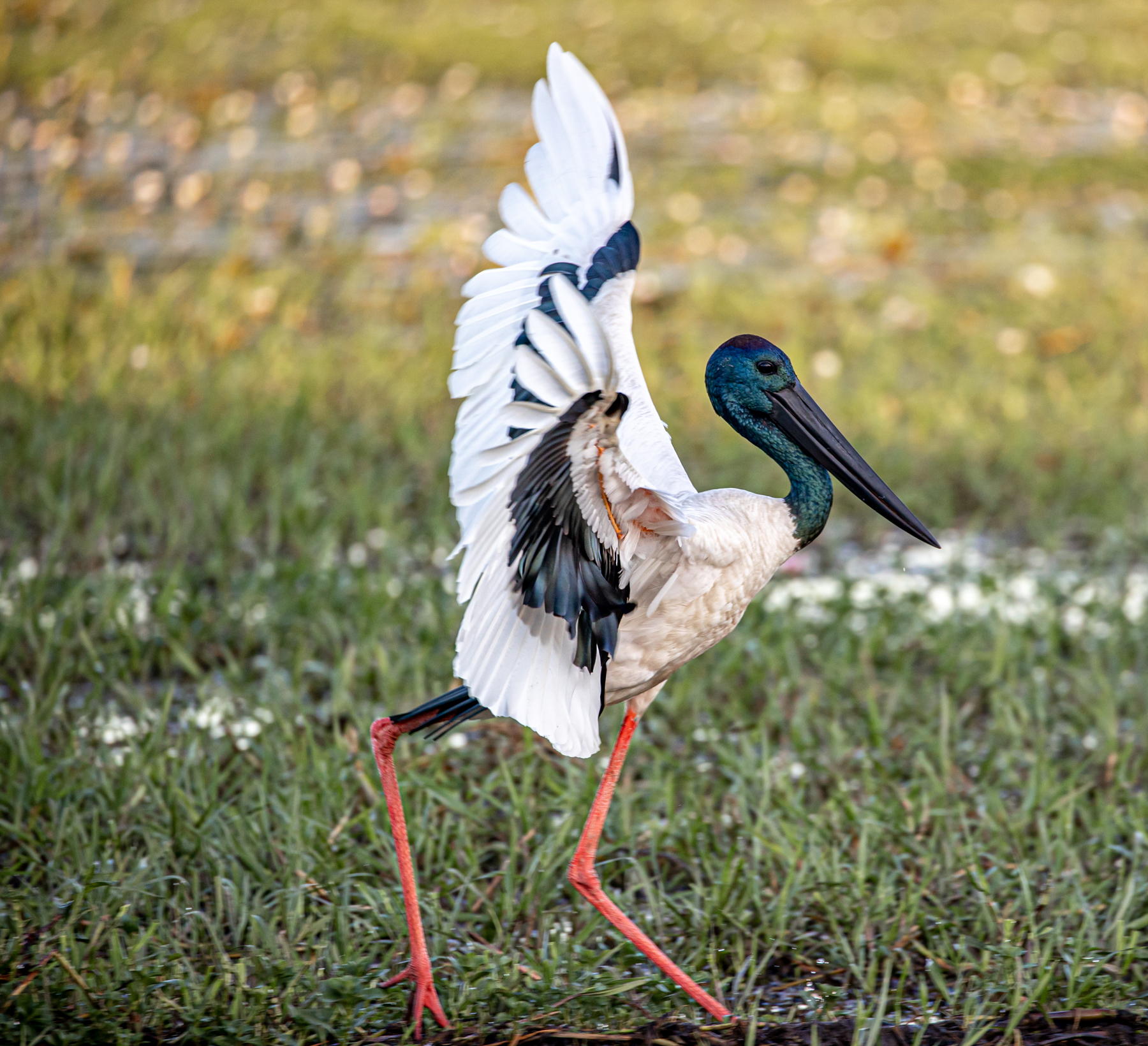 Black-necked Stork (Image ID 47139)