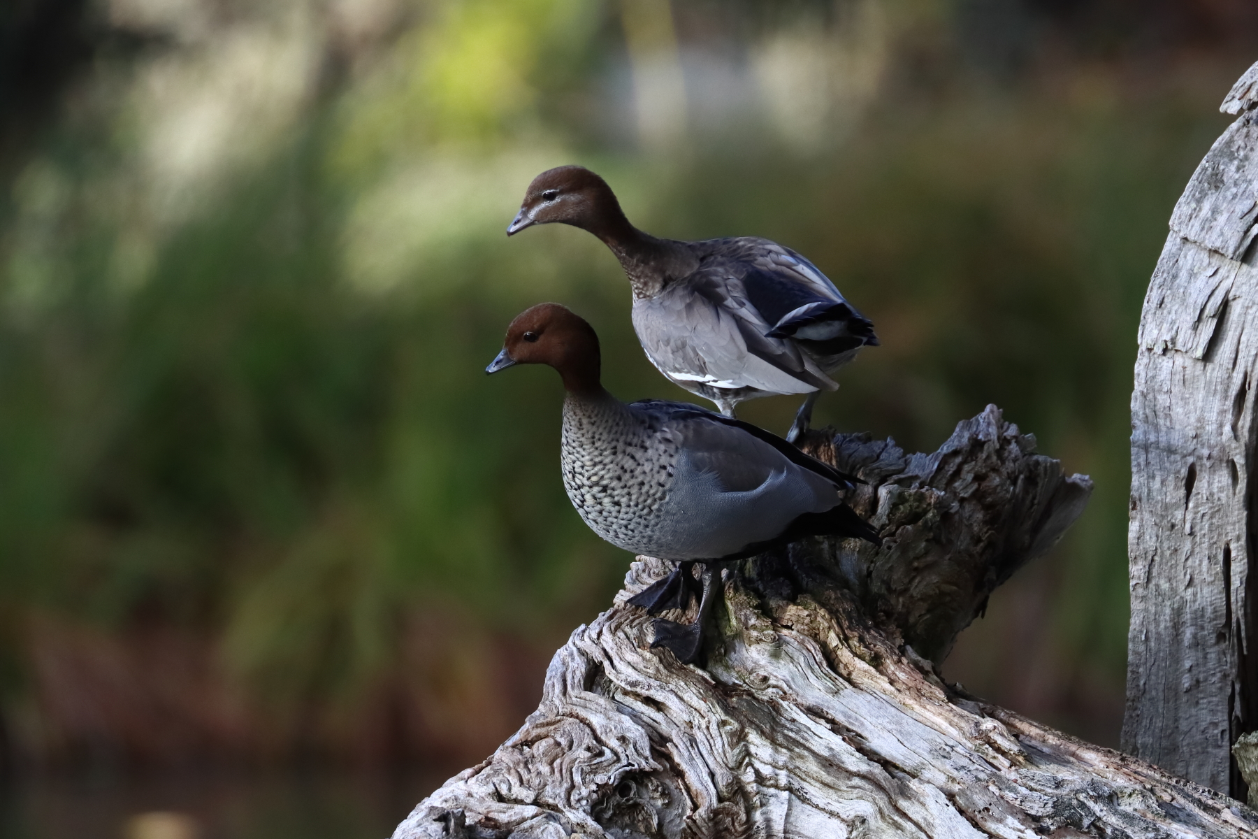 Australian Wood Duck (Image ID 46985)