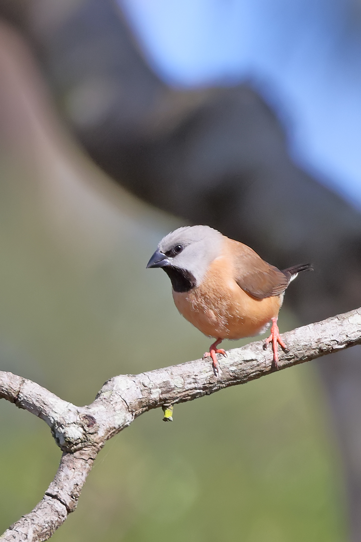 Black-throated Finch (Image ID 47739)