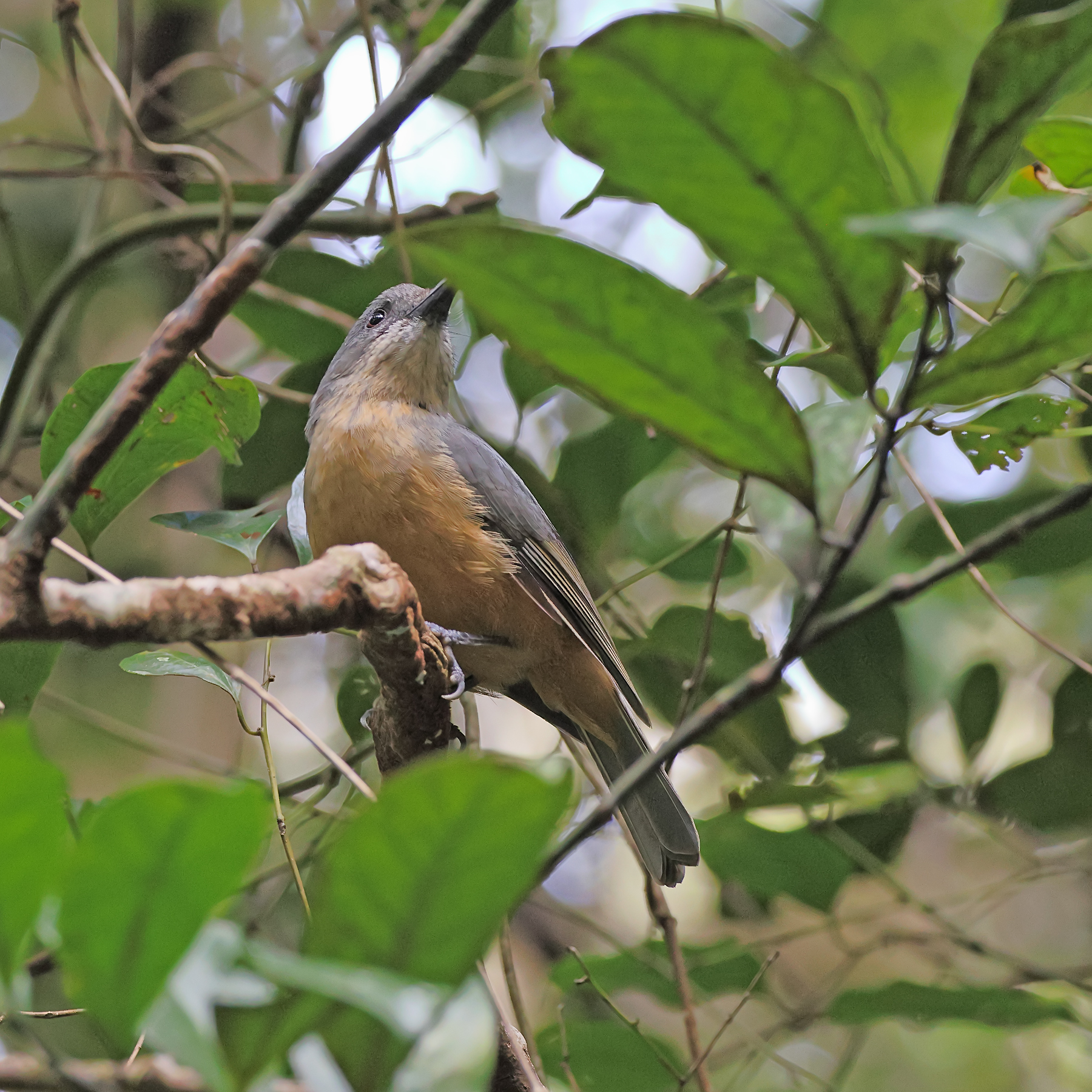 Bower's Shrike-thrush (Image ID 47828)