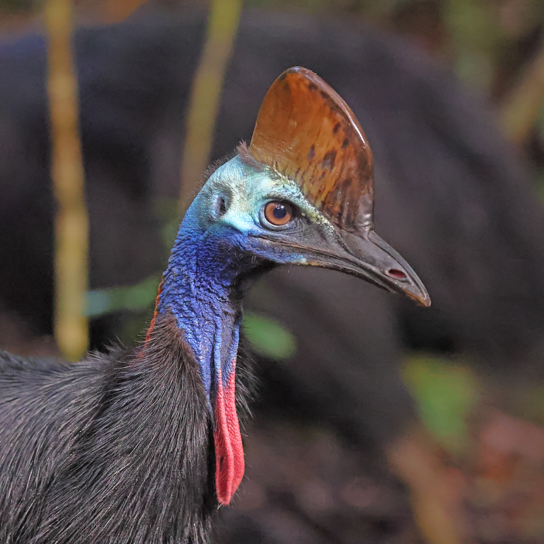 Southern Cassowary (Image ID 47659)