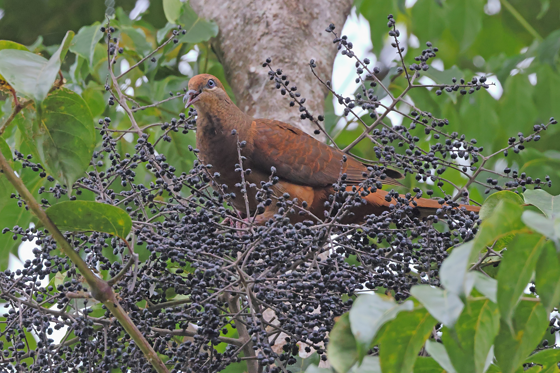 Brown Cuckoo-Dove (Image ID 47714)