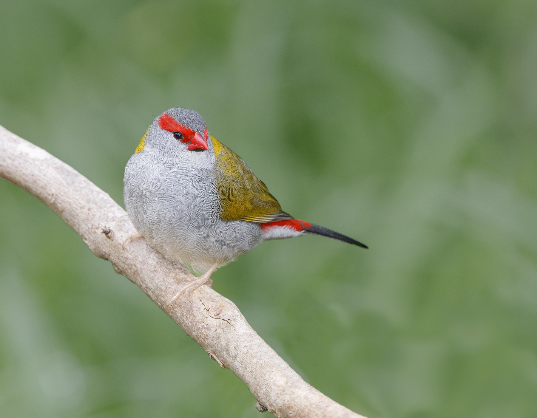 Red-browed Finch (Image ID 47594)