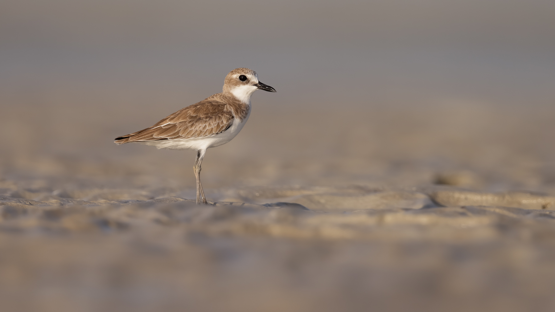 Greater Sand Plover (Image ID 47542)