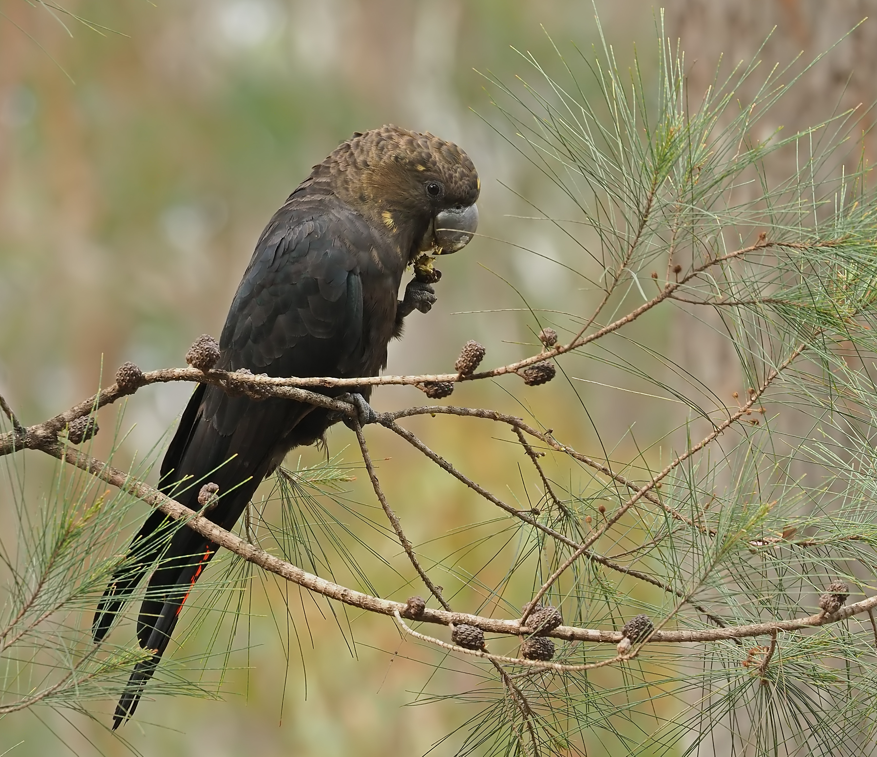 Glossy Black-Cockatoo (Image ID 47706)