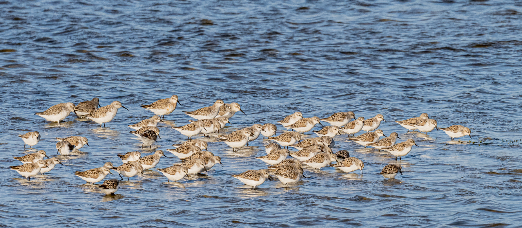 Curlew Sandpiper, Red-necked Stint (Image ID 47687)