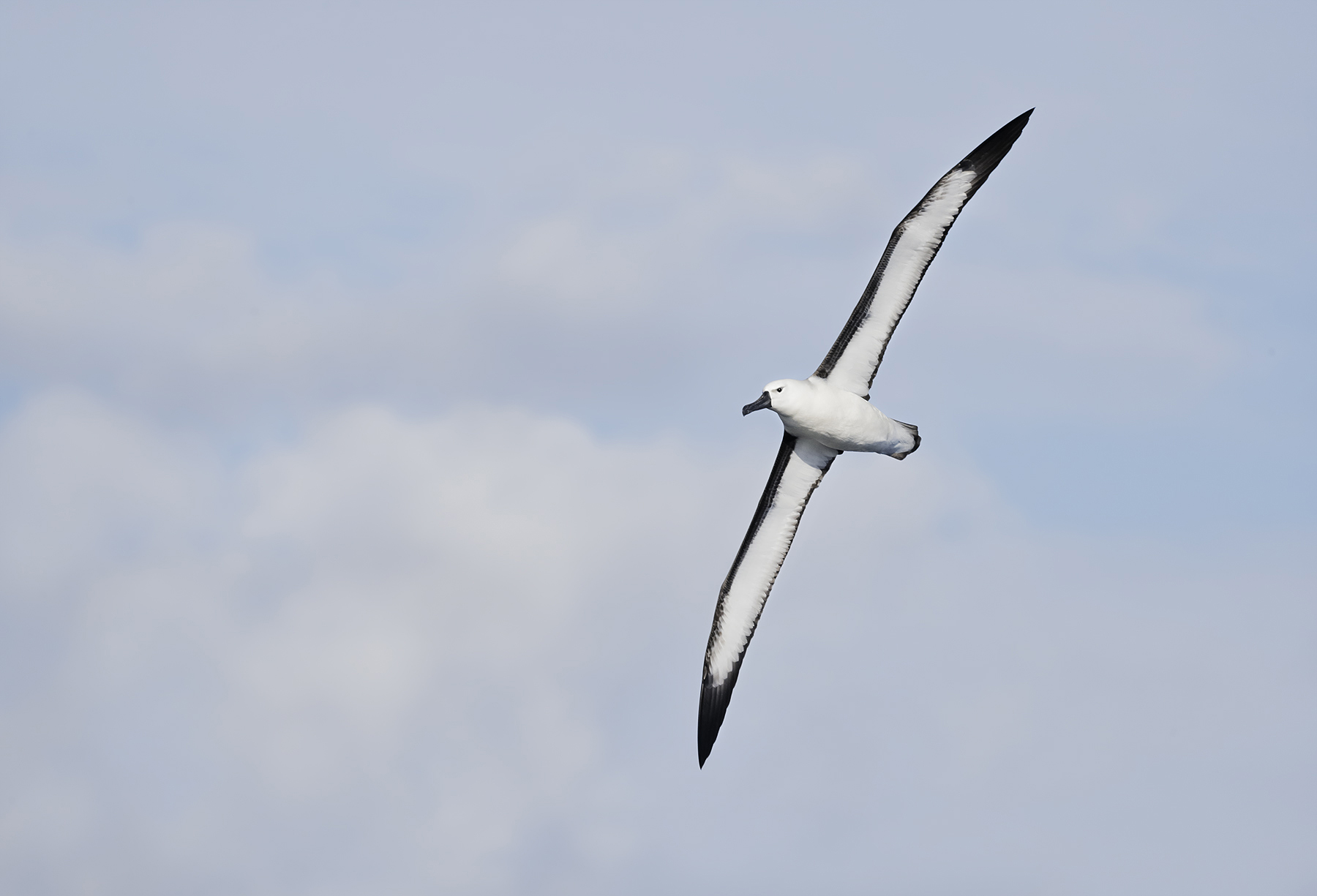 Indian Yellow-nosed Albatross (Image ID 47634)