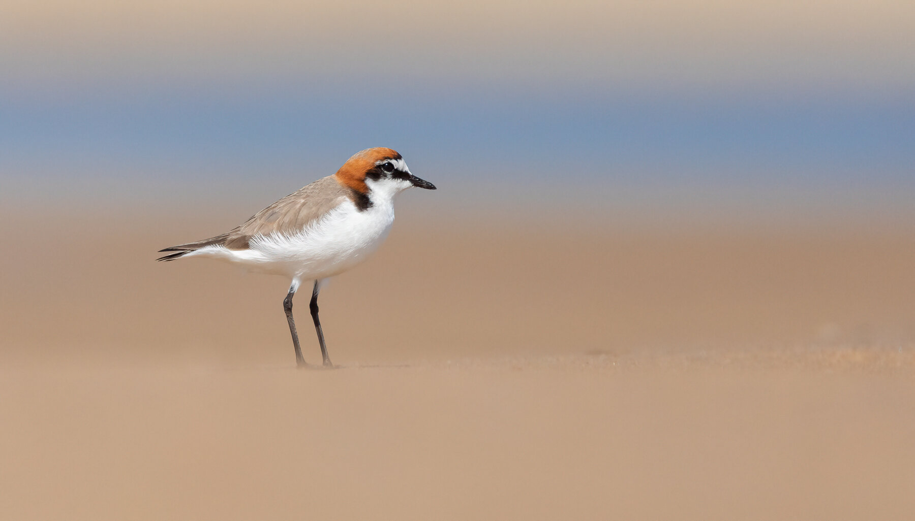Red-capped Plover (Image ID 47657)
