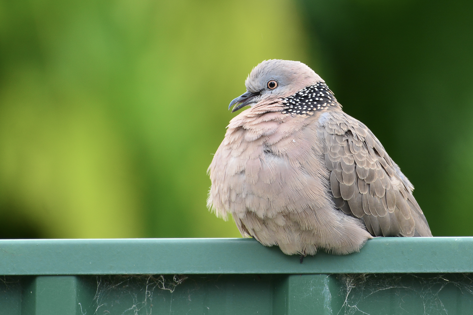 Spotted Dove (Image ID 47576)