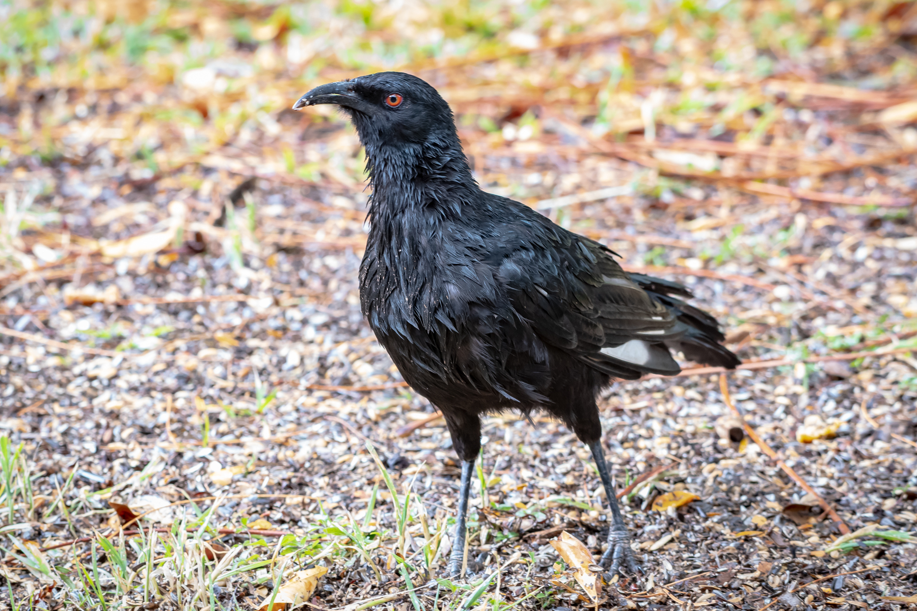 White-winged Chough (Image ID 47809)