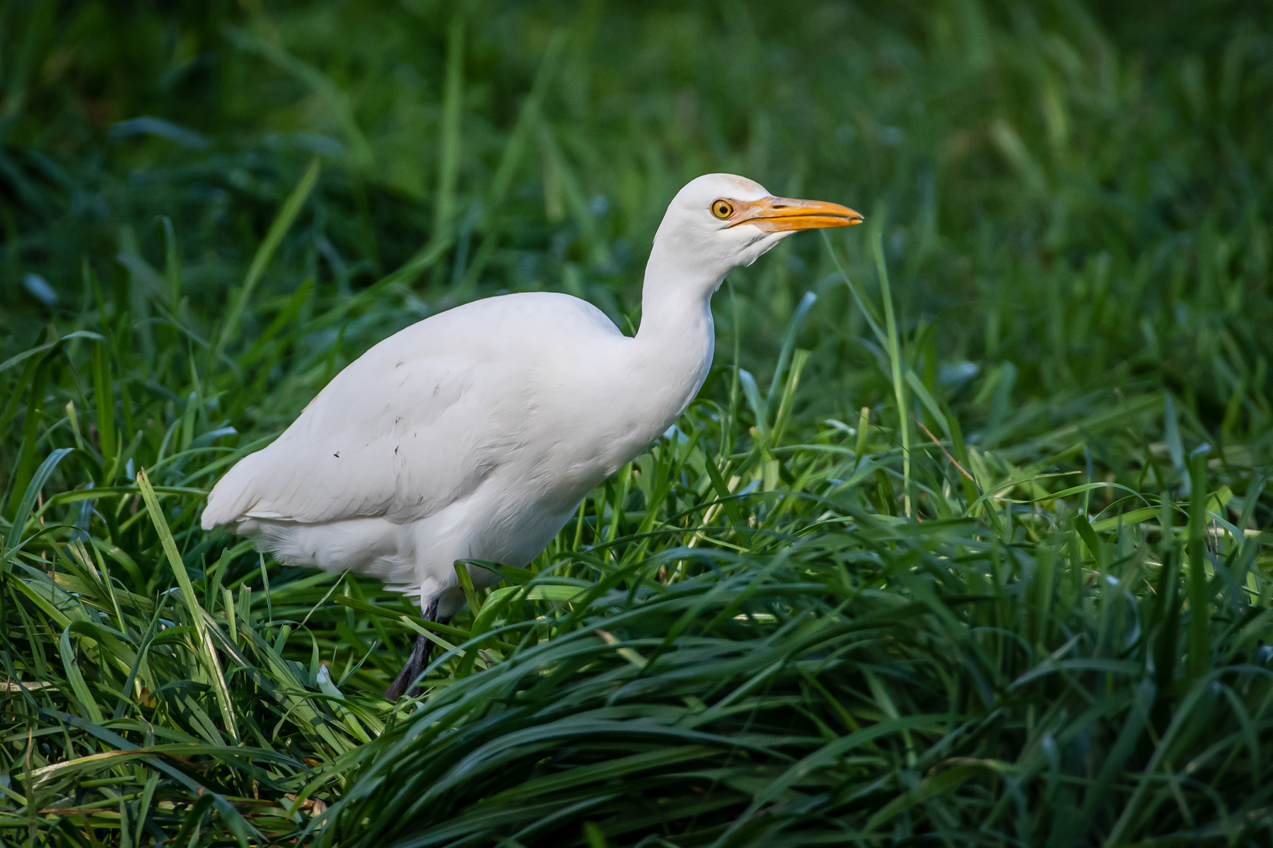 Cattle Egret (Image ID 47402)