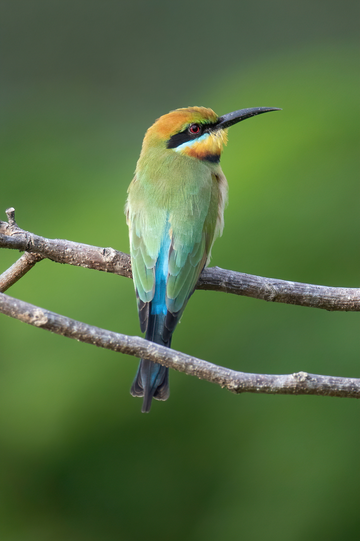 Rainbow Bee-eater (Image ID 47827)