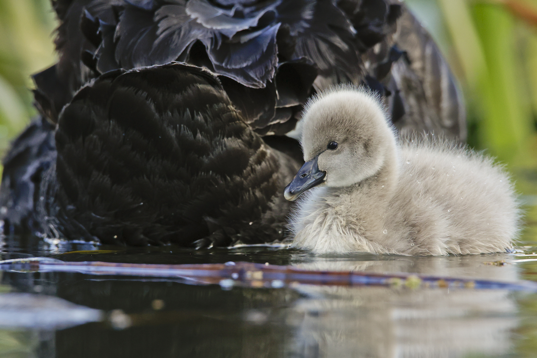 Black Swan (Image ID 47709)