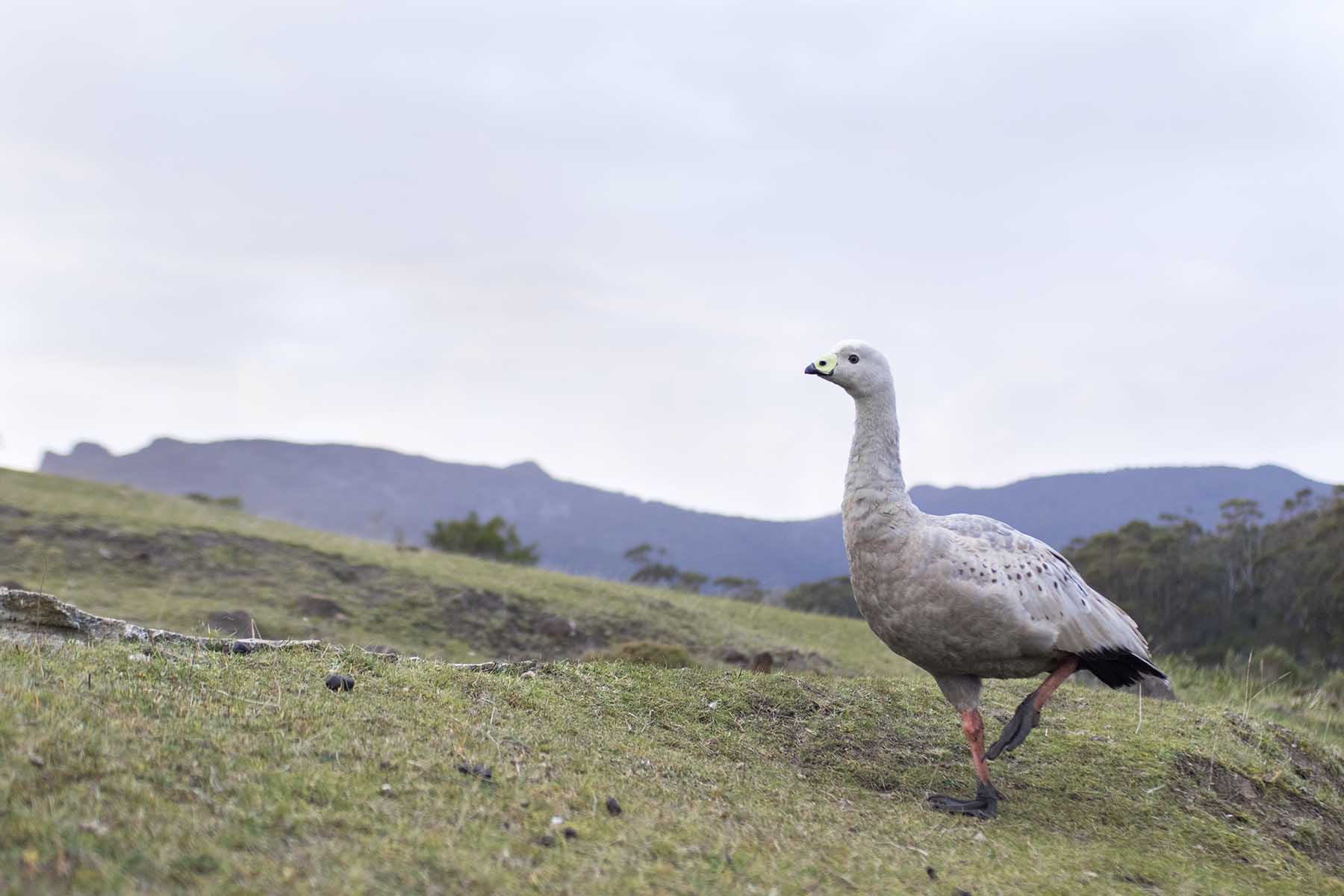 Cape Barren Goose (Image ID 47510)