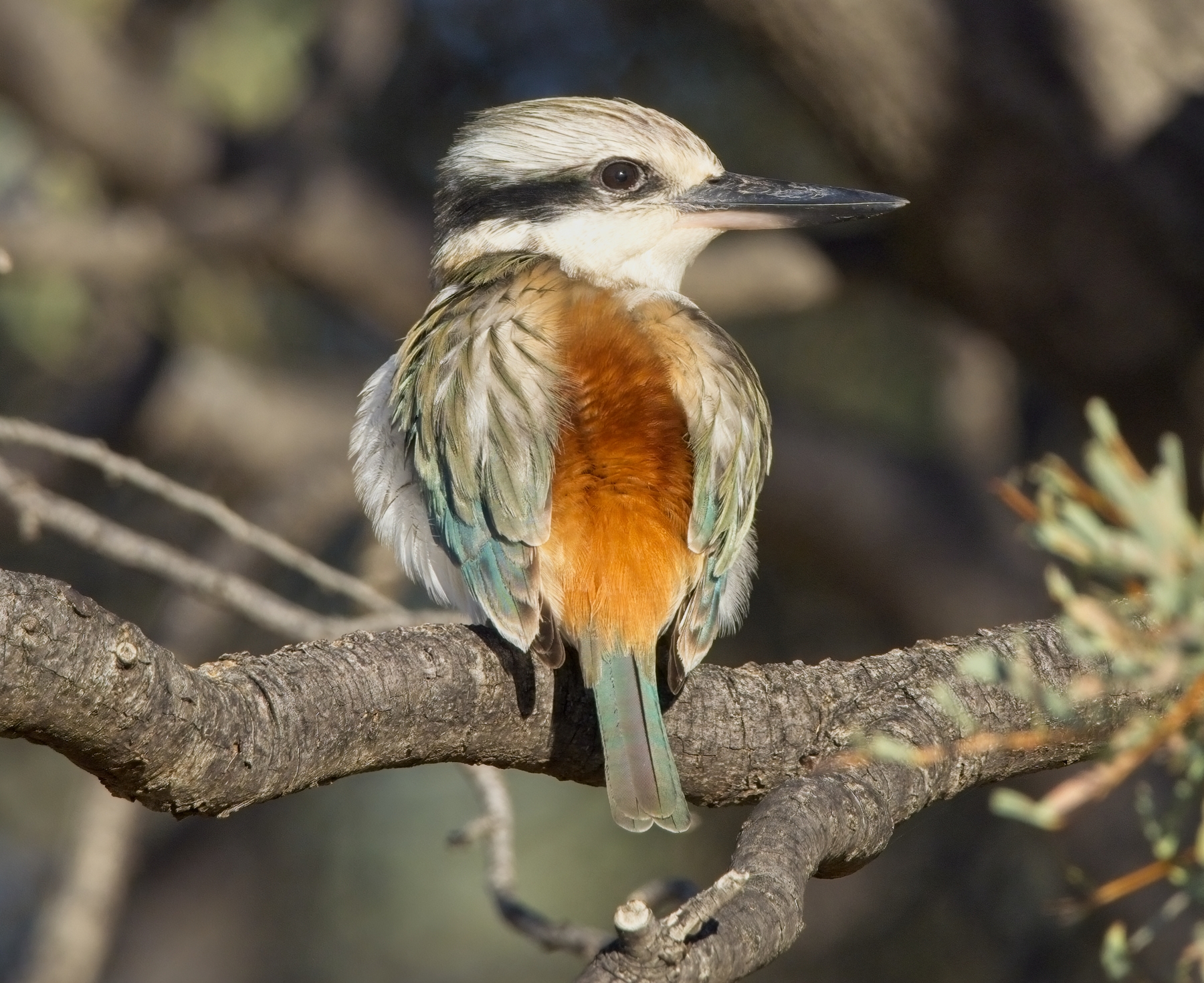 Red-backed Kingfisher (Image ID 47999)