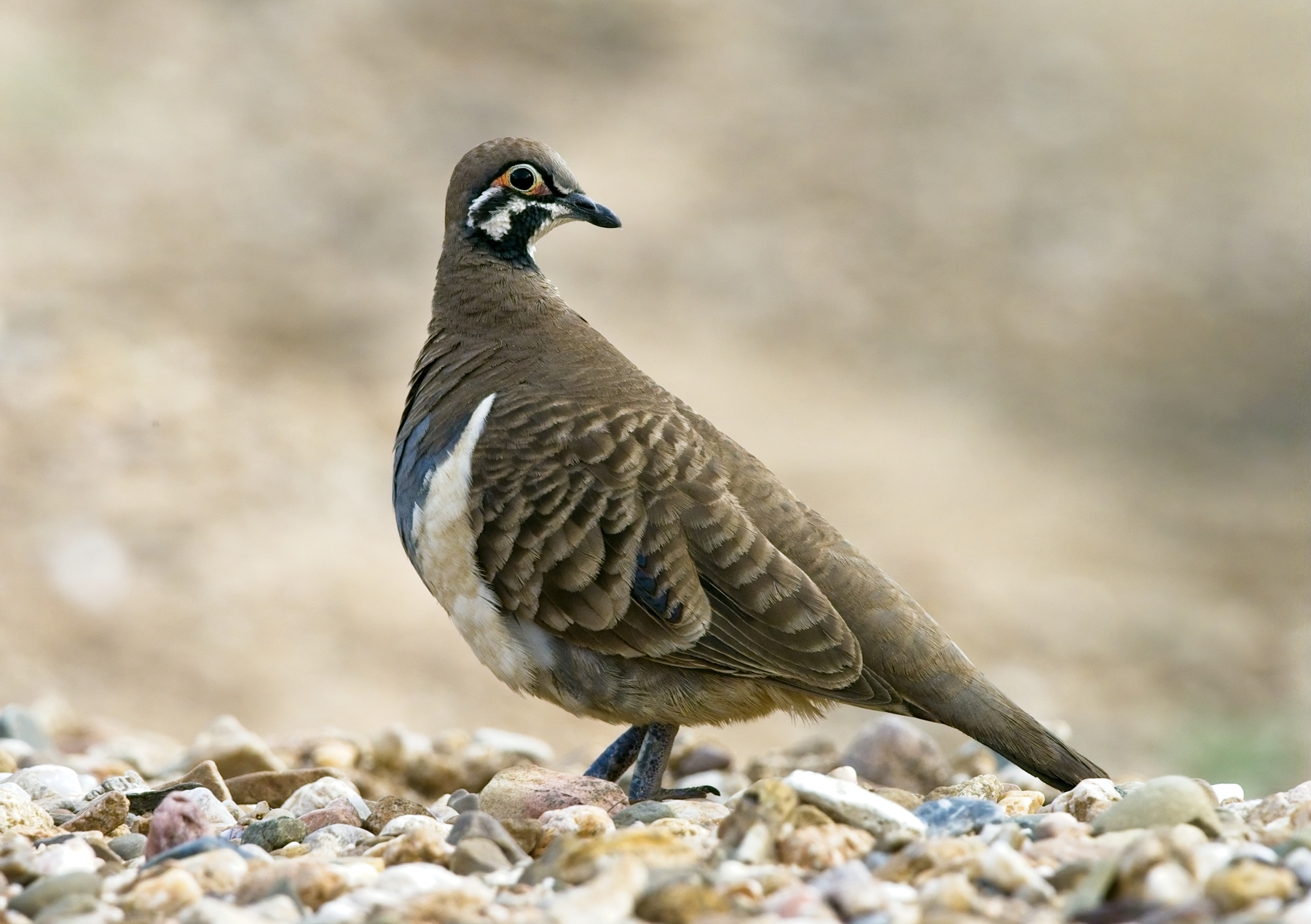 Squatter Pigeon (Image ID 47990)