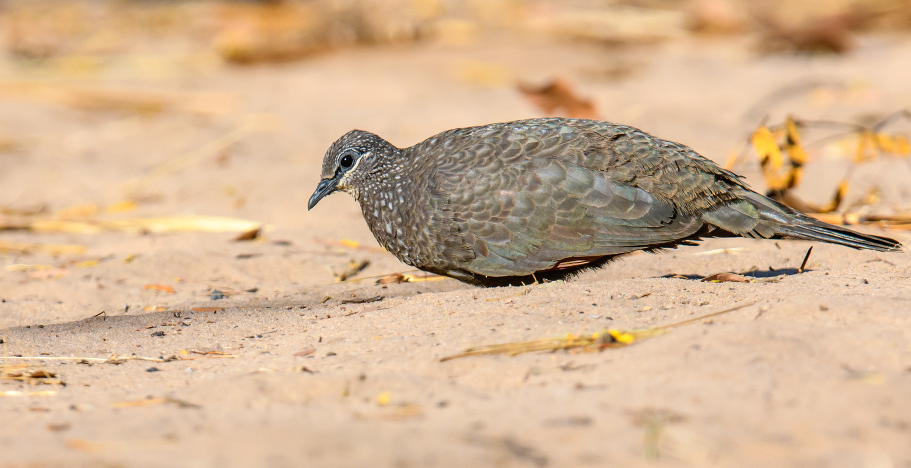 Chestnut-quilled Rock-Pigeon (Image ID 48081)