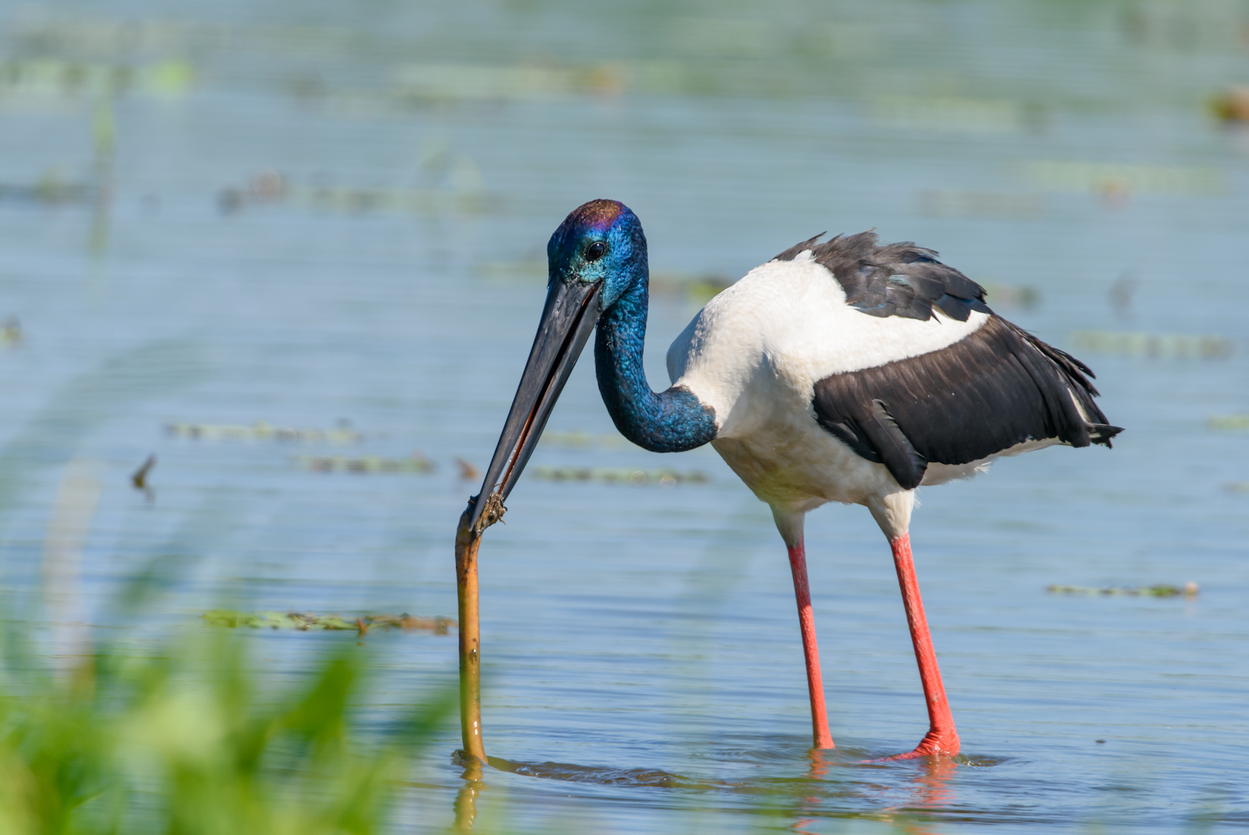 Black-necked Stork (Image ID 48054)