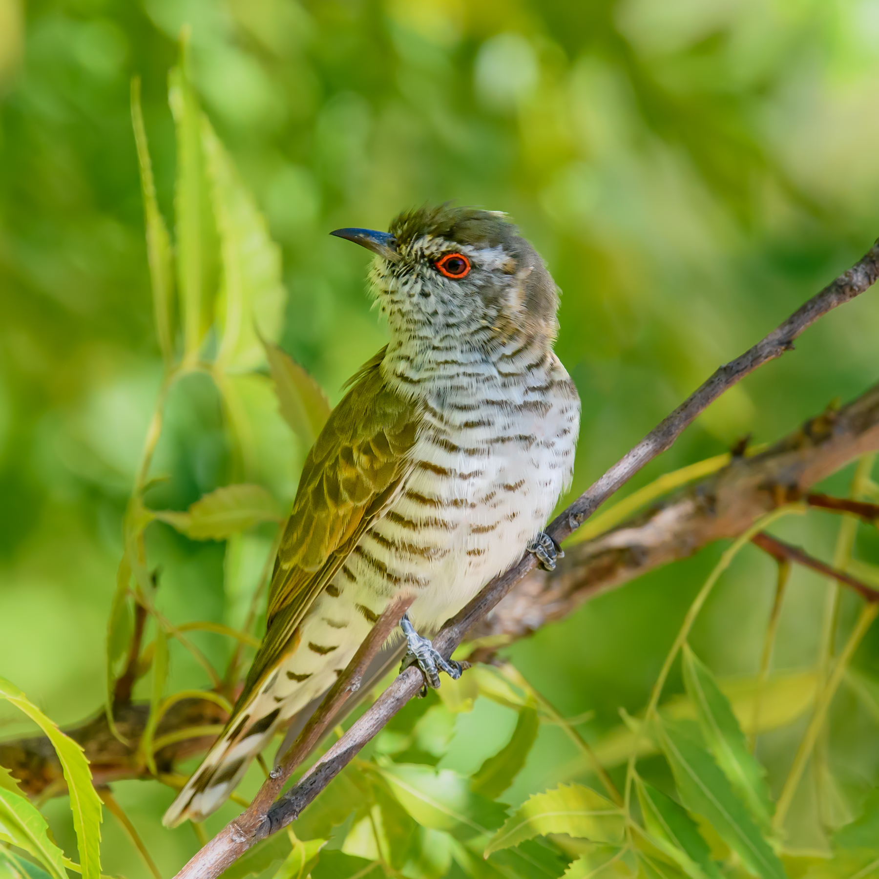 Little Bronze-Cuckoo (Image ID 48187)